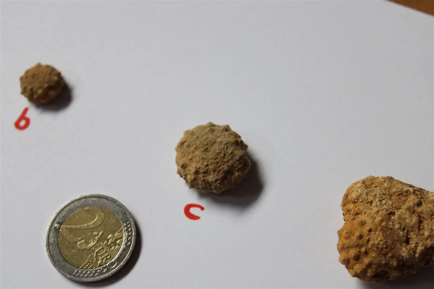 Oursin fossile Landaville 88 AU CHOIX france - Aurore Lune