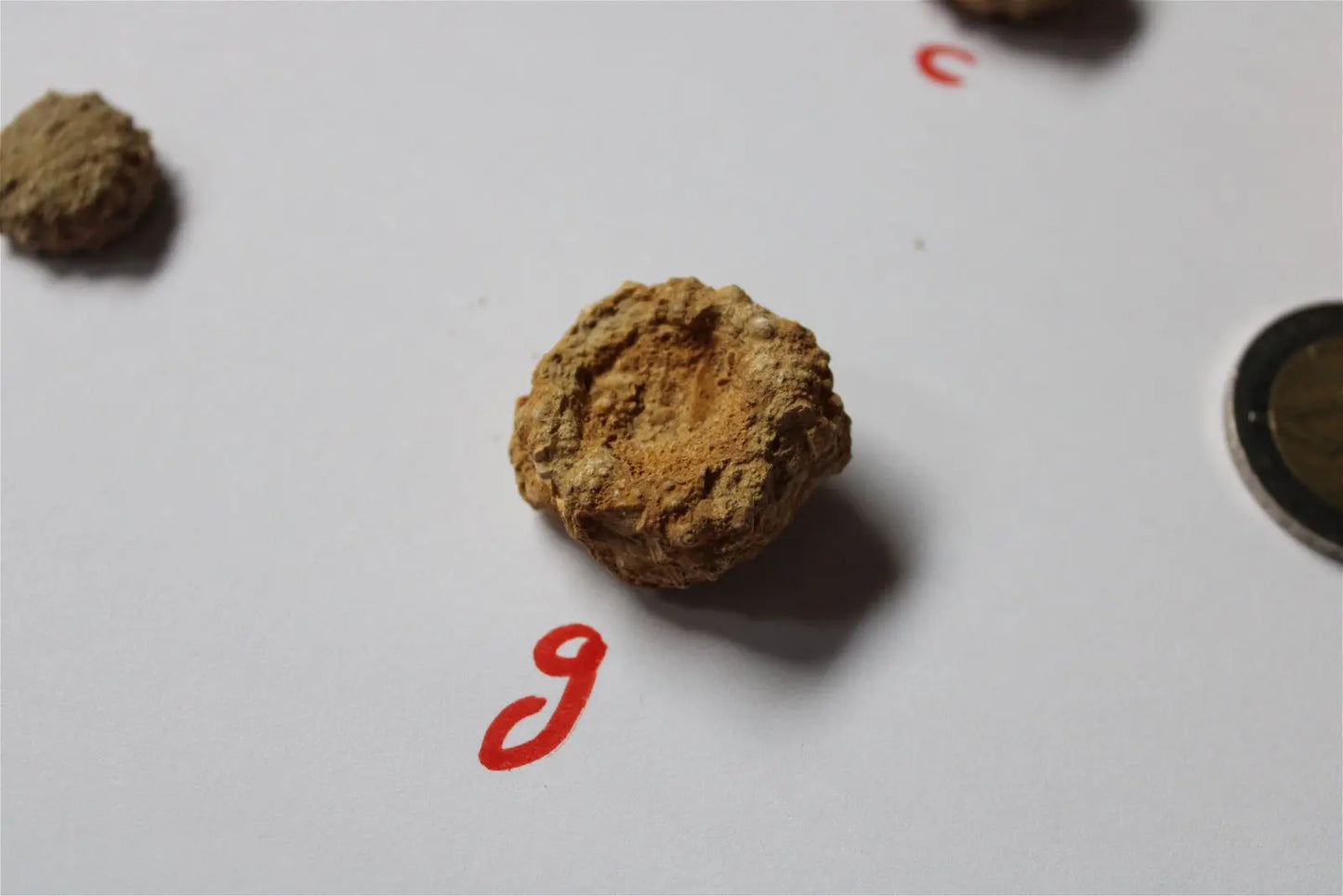 Oursin fossile Landaville 88 AU CHOIX france - Aurore Lune