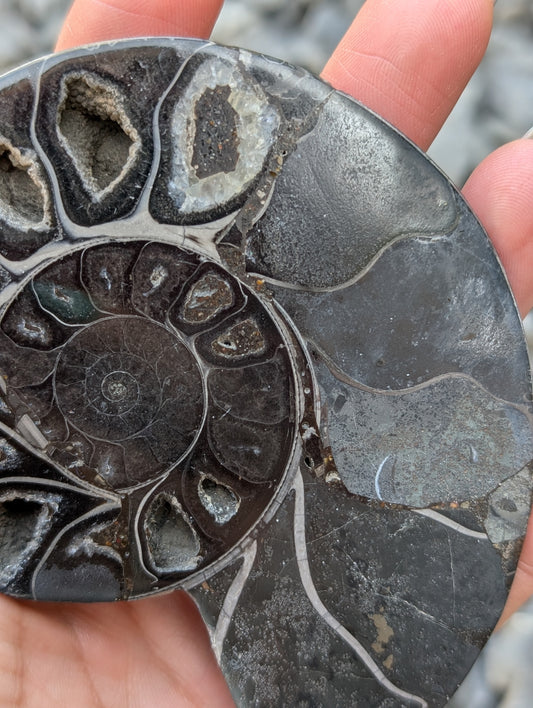 Grande ammonite noire - Aurore Lune