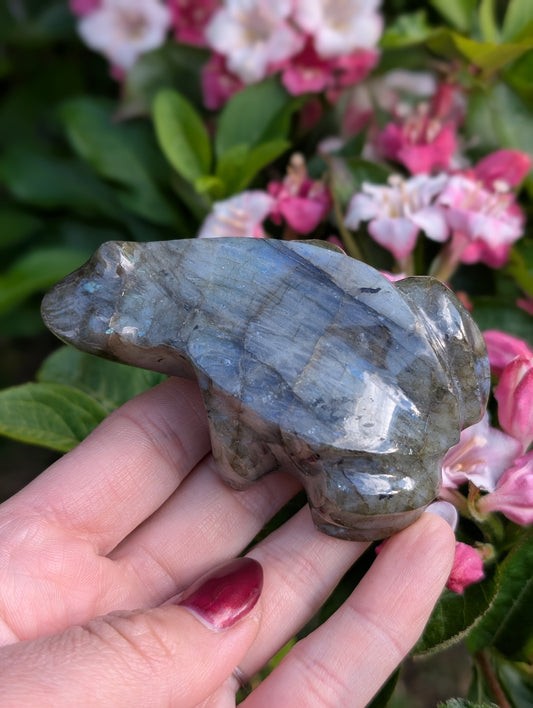 Grenouille crapaud labradorite