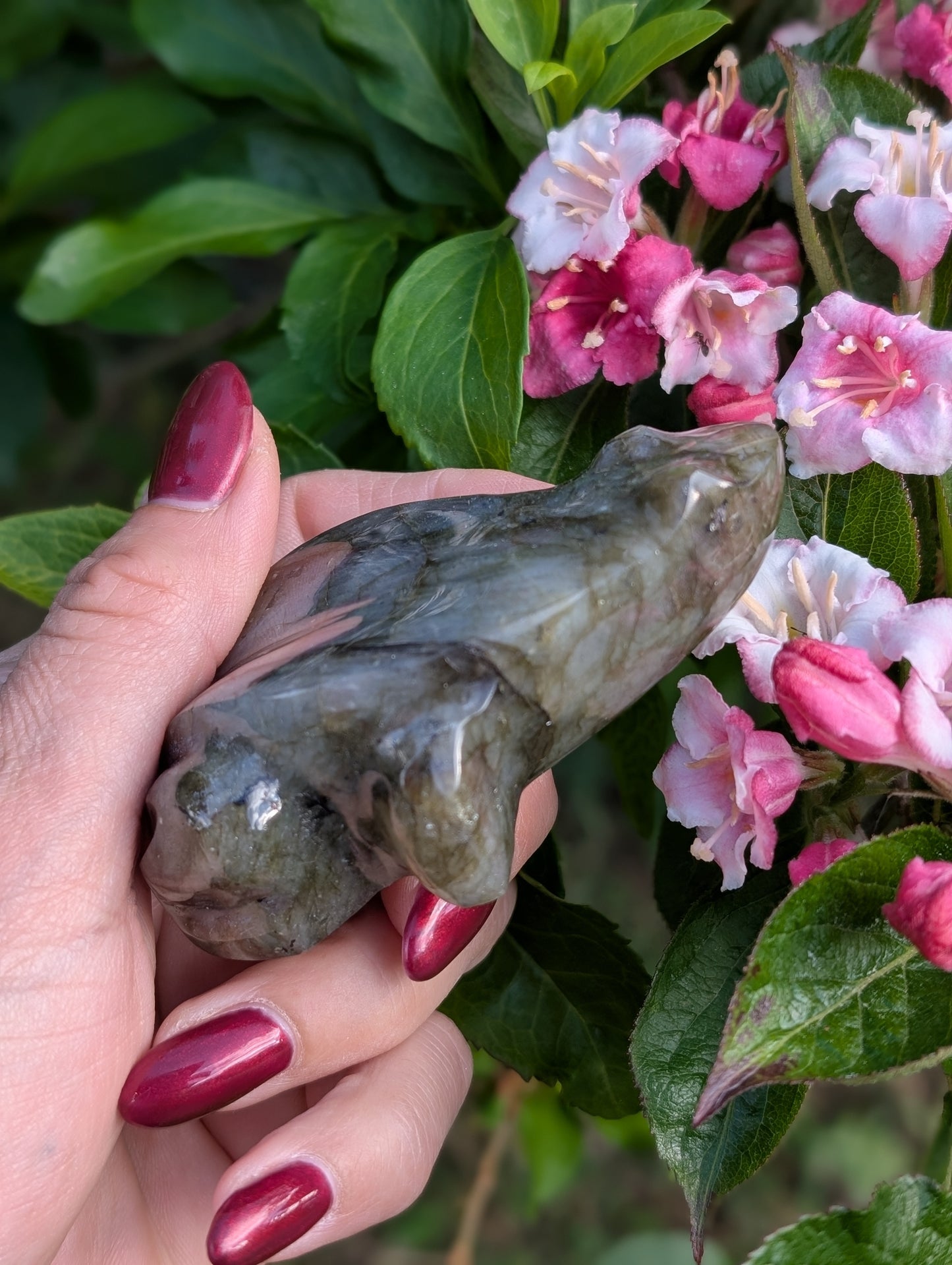 Grenouille crapaud labradorite