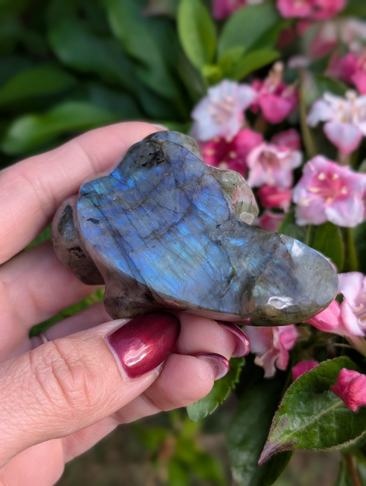 Grenouille crapaud labradorite
