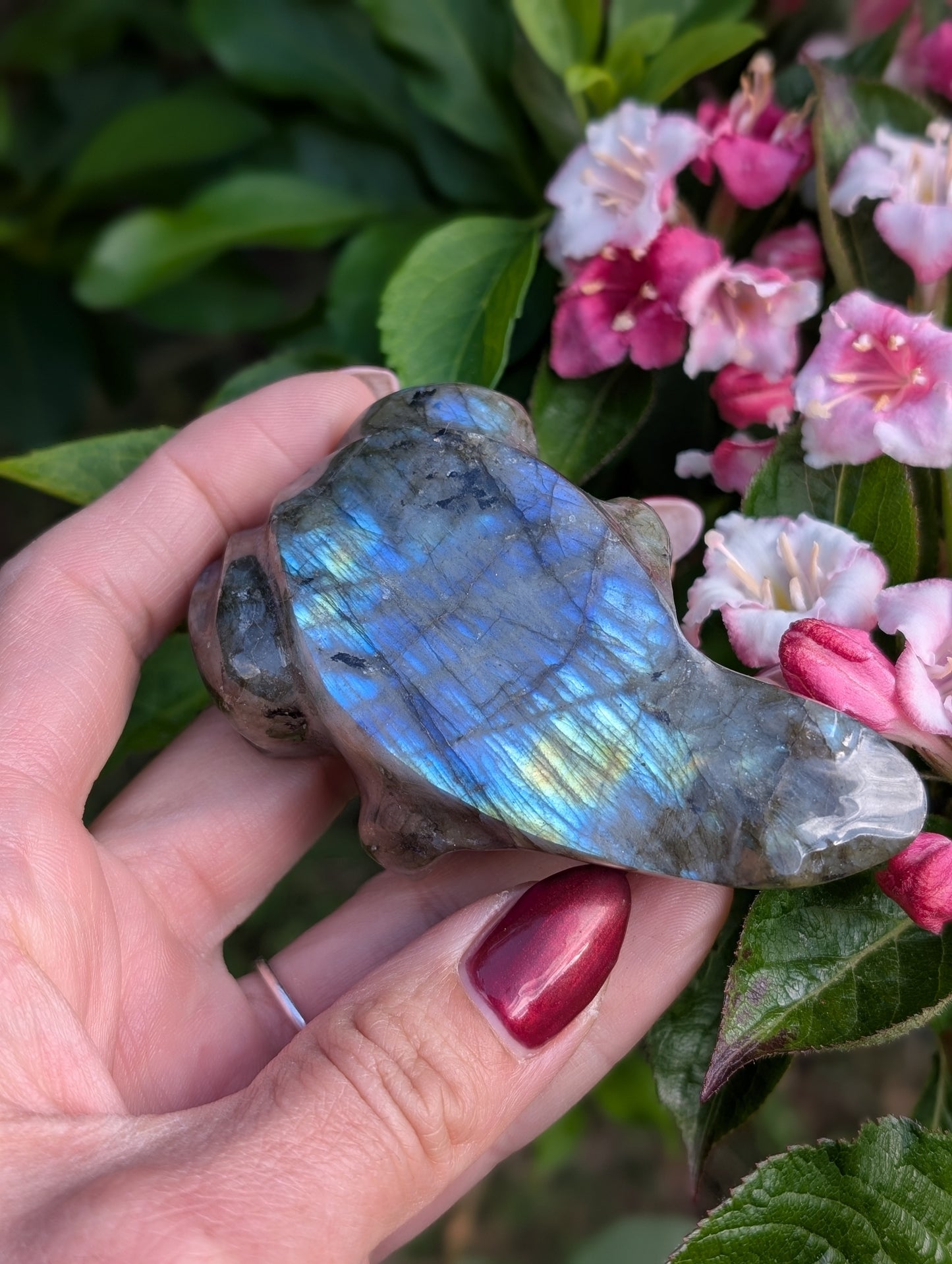 Grenouille crapaud labradorite