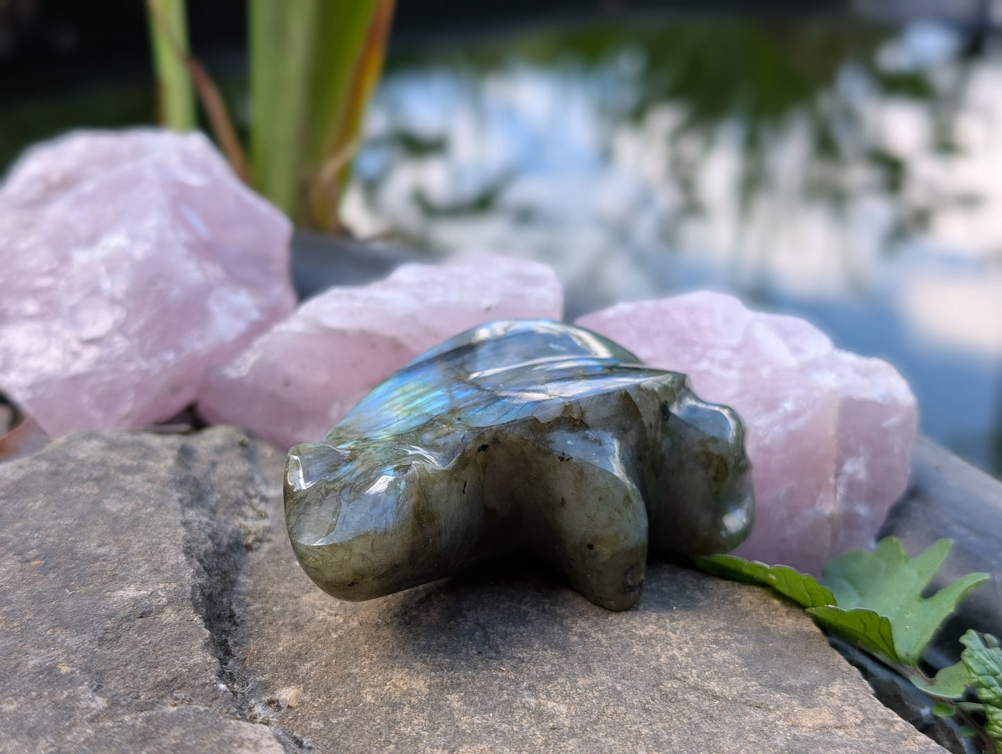 Grenouille crapaud labradorite