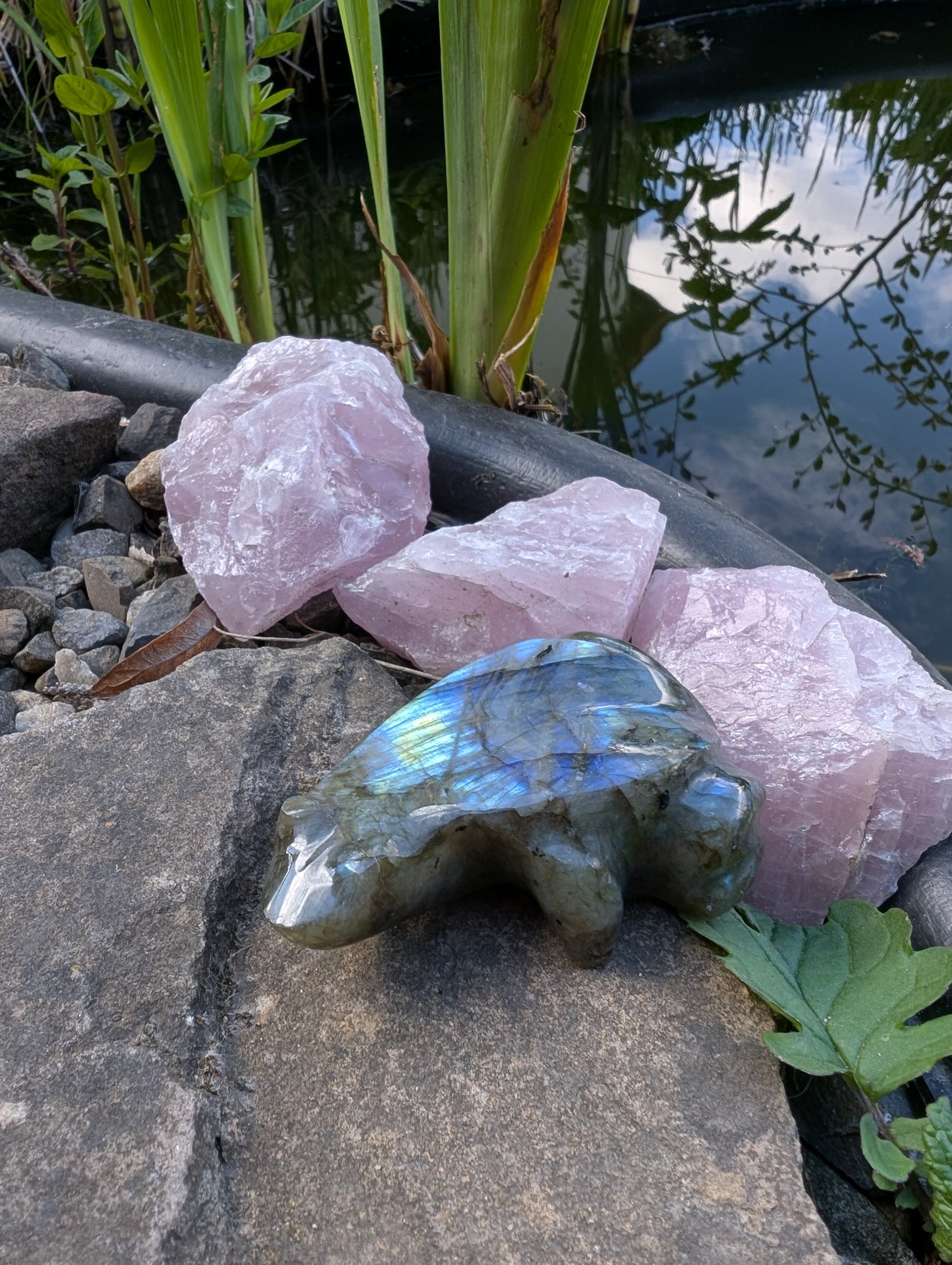 Grenouille crapaud labradorite