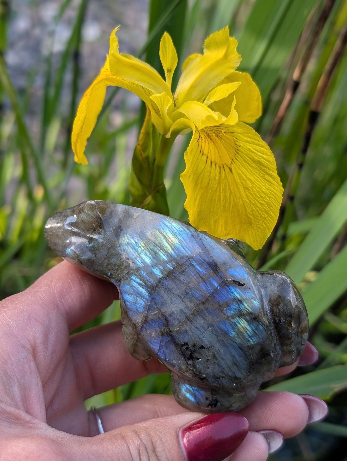 Grenouille crapaud labradorite