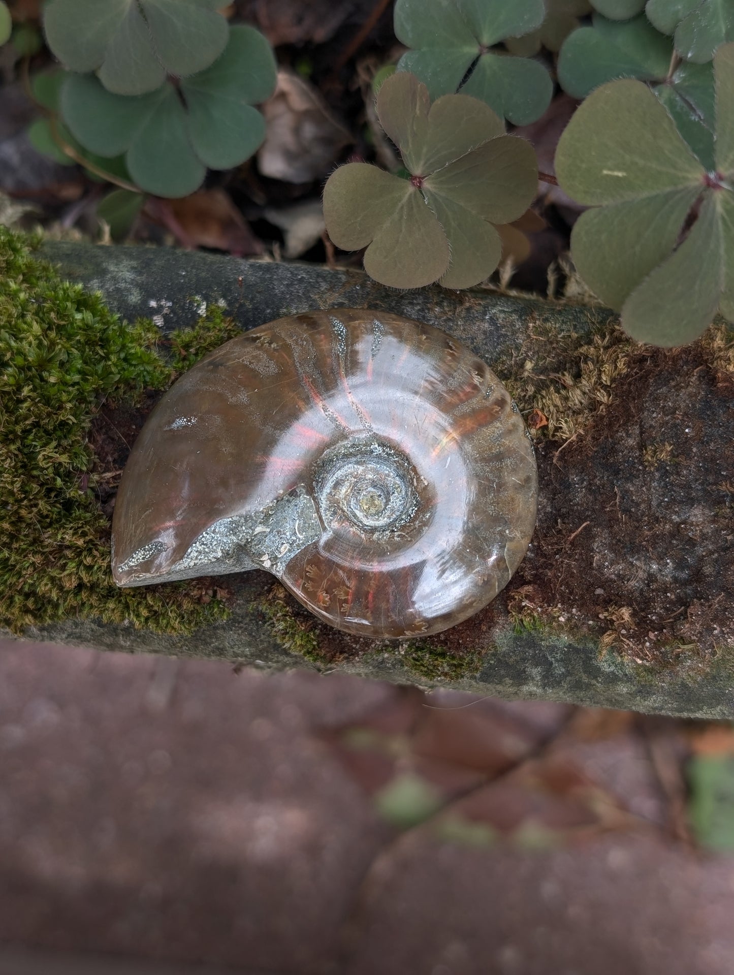 1 ammonite double face