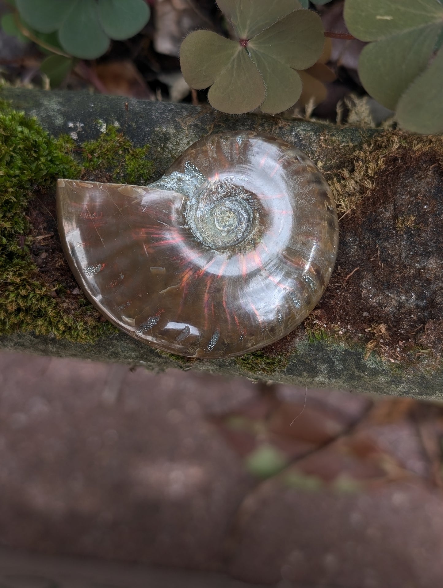 1 ammonite double face