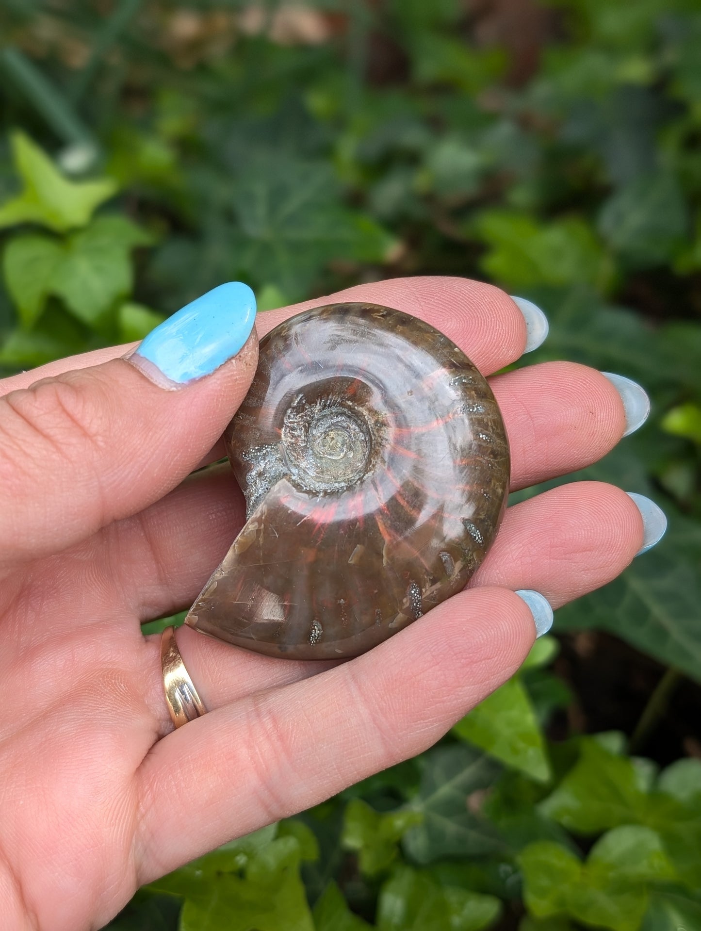 1 ammonite double face