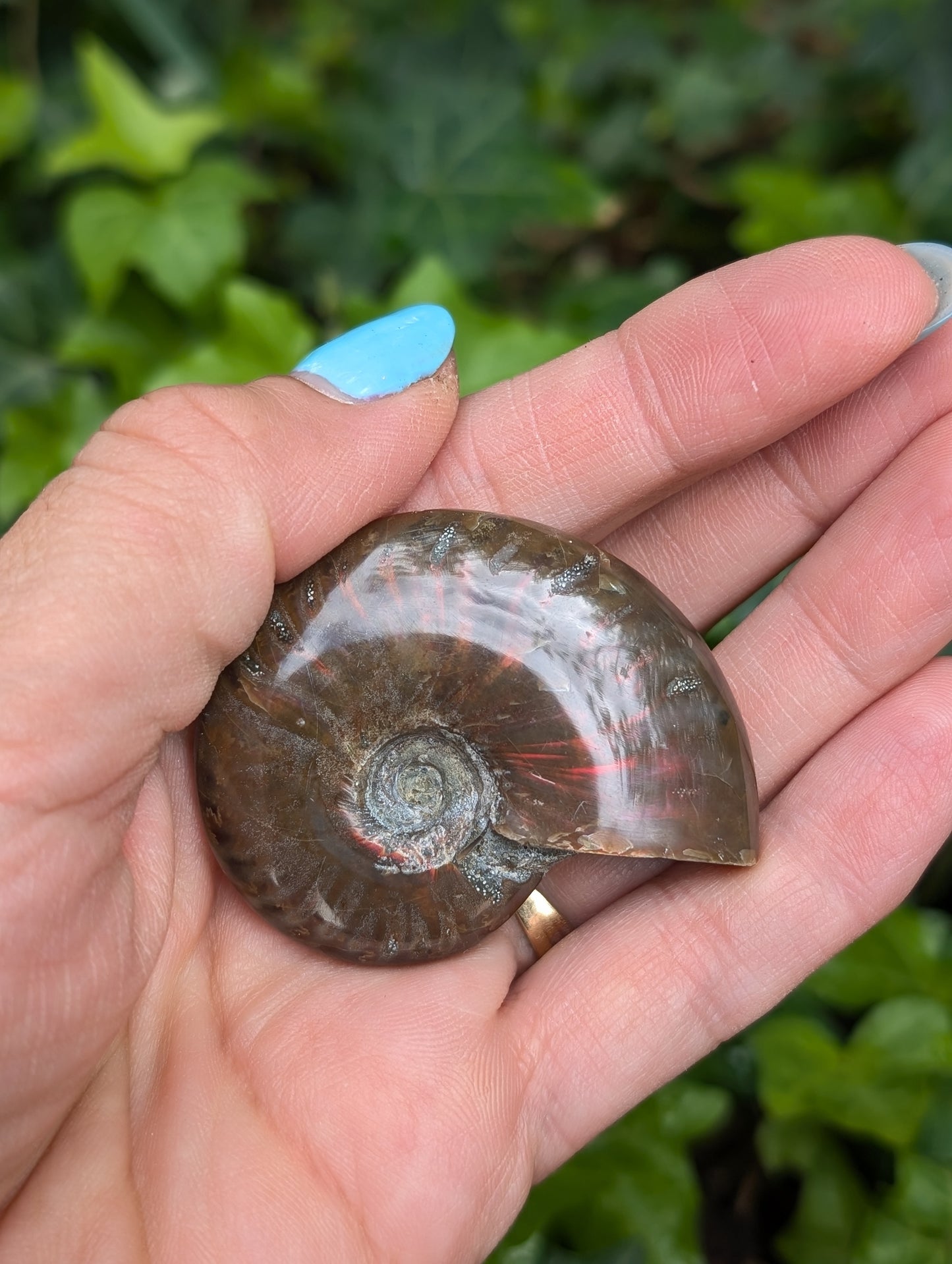 1 ammonite double face