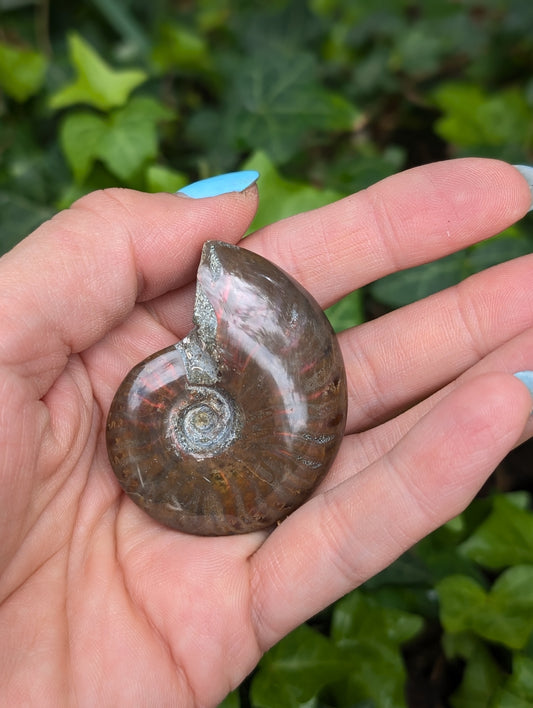 1 ammonite double face