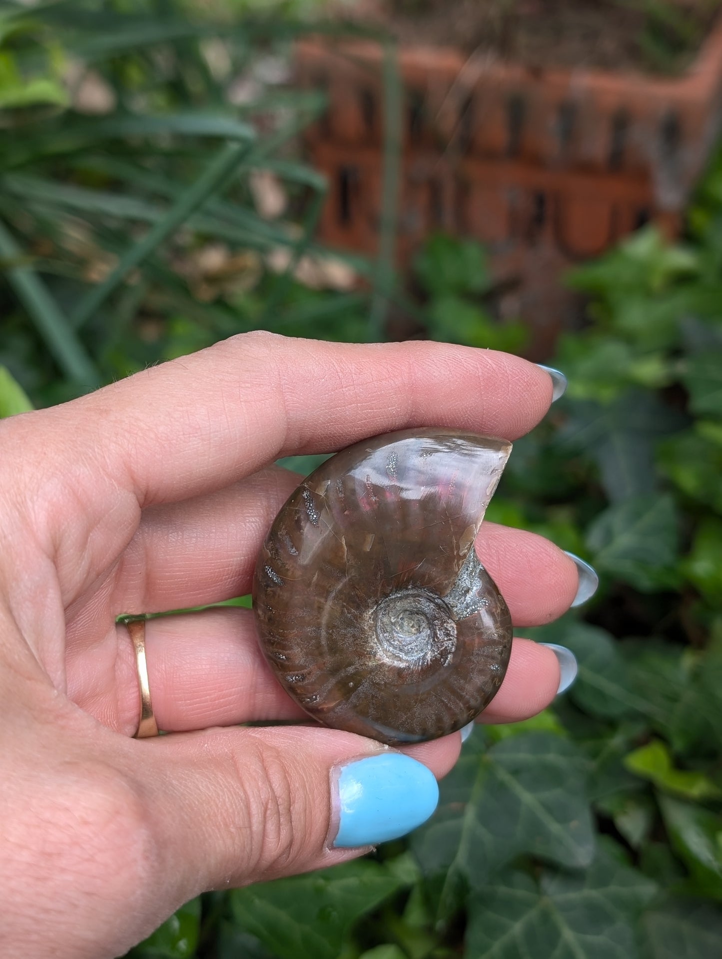 1 ammonite double face