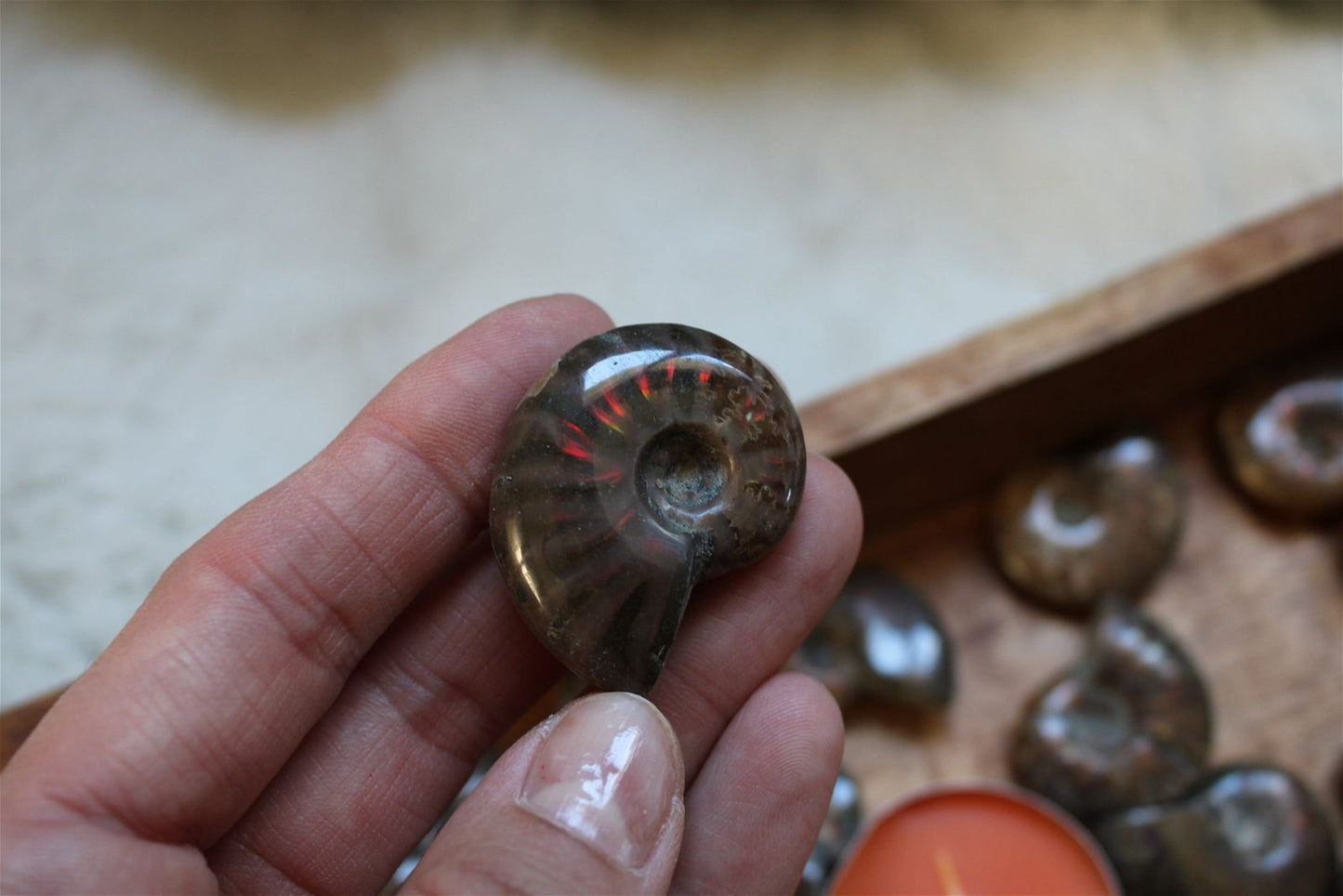 1 ammonite double face - Aurore Lune 