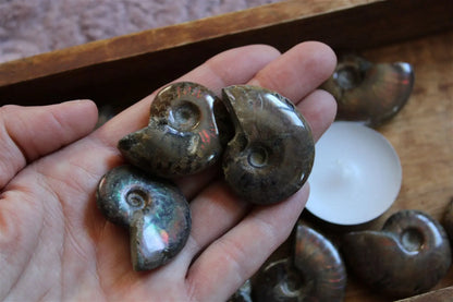 1 ammonite double face - Aurore Lune 