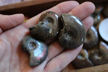 1 ammonite double face - Aurore Lune 