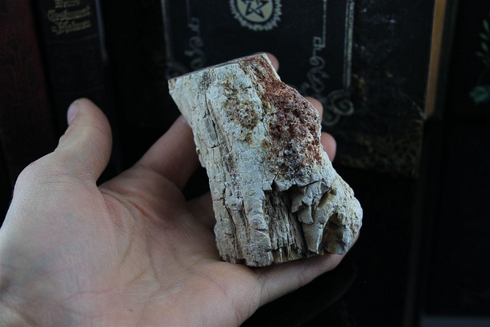 1 beau bois fossile conforme photo - Aurore Lune 