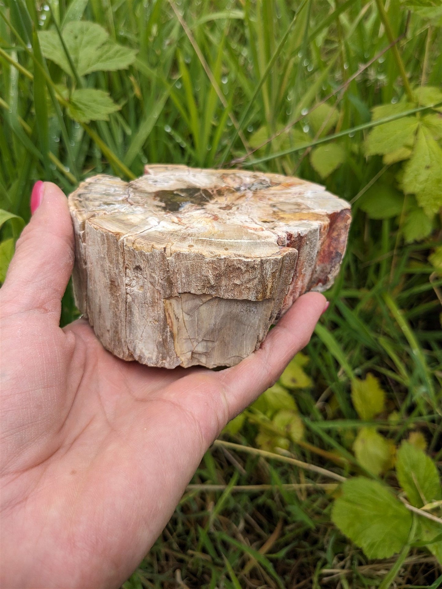 1 bois fossile à poser - Aurore Lune 