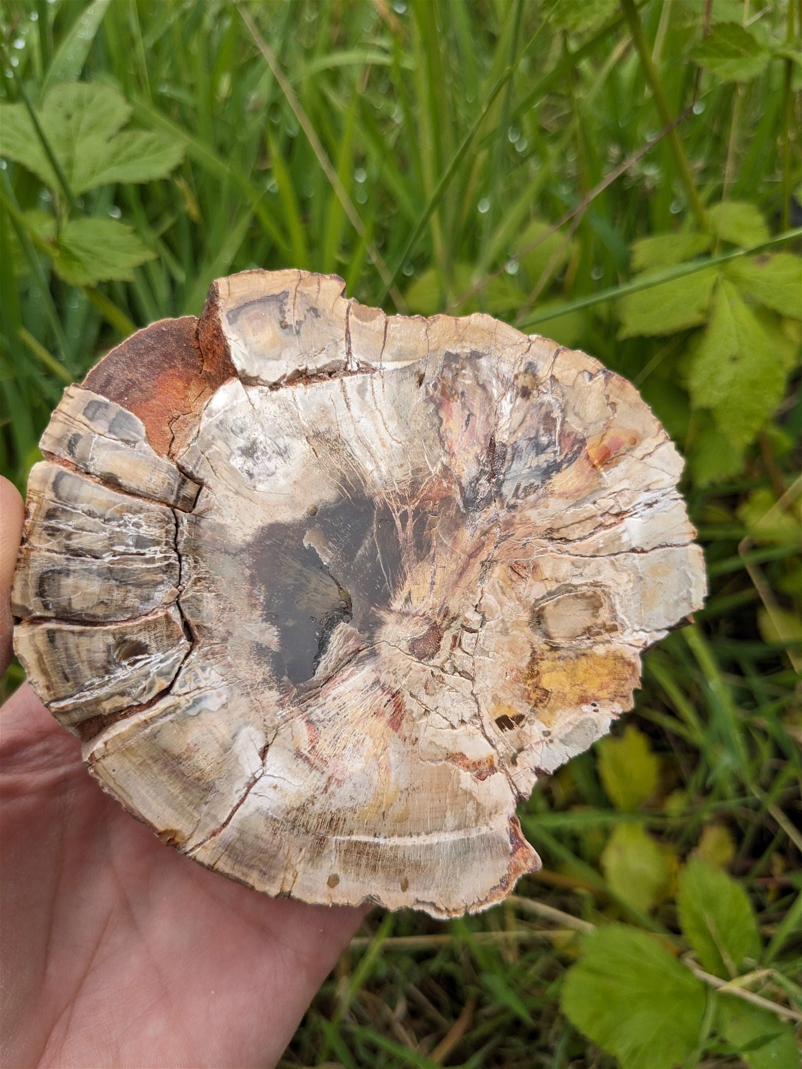 1 bois fossile à poser - Aurore Lune 