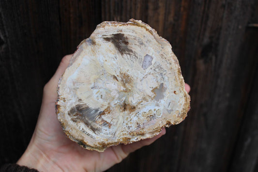 1 bois fossile à poser 12 cm - Aurore Lune 