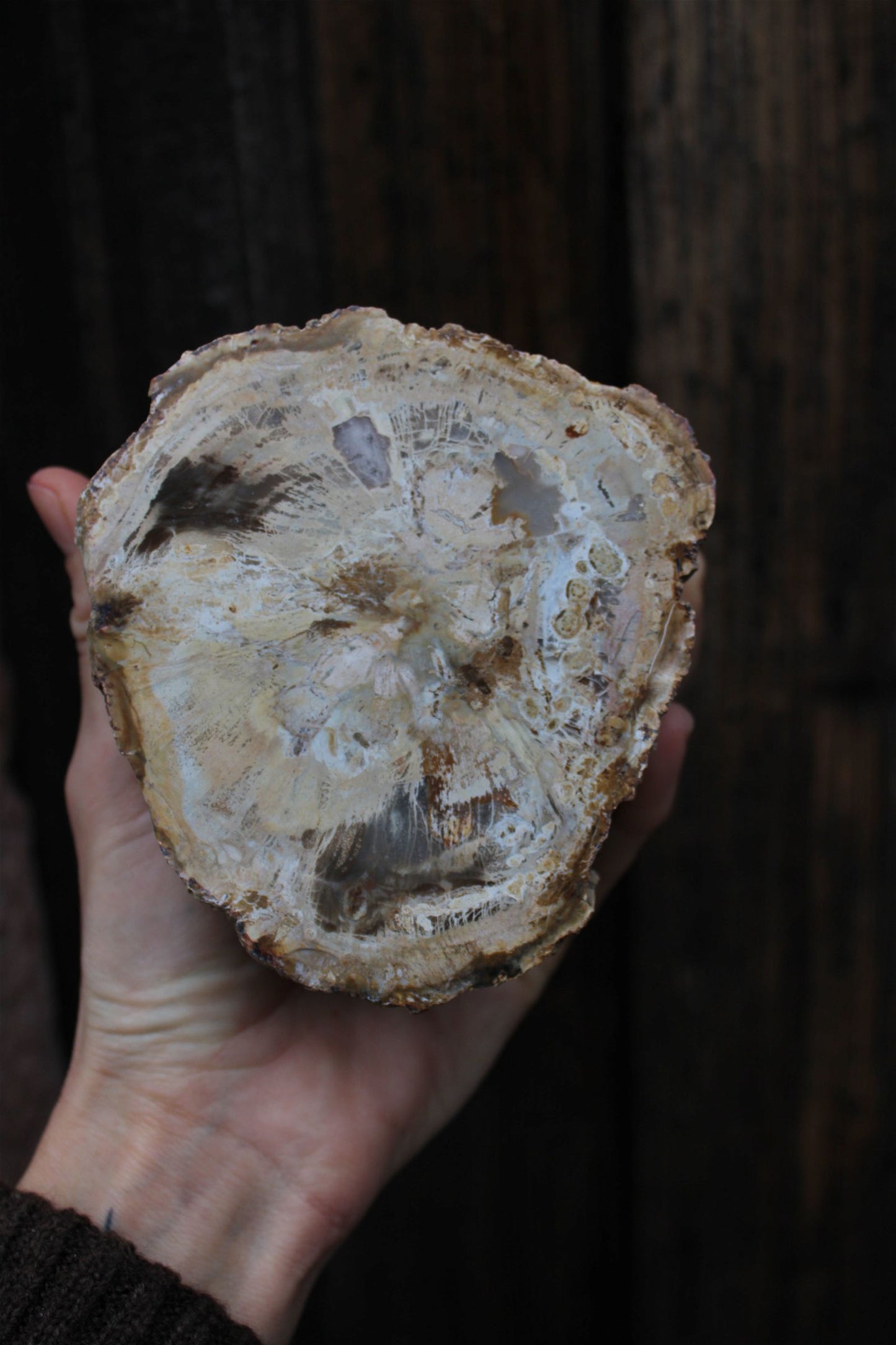 1 bois fossile à poser 12 cm - Aurore Lune 
