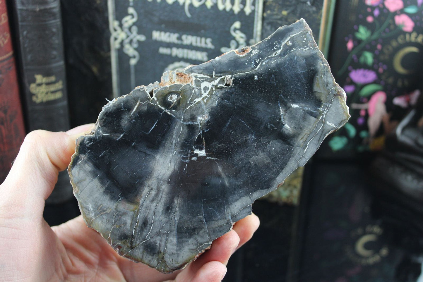 1 bois fossile à poser 13 cm - Aurore Lune 