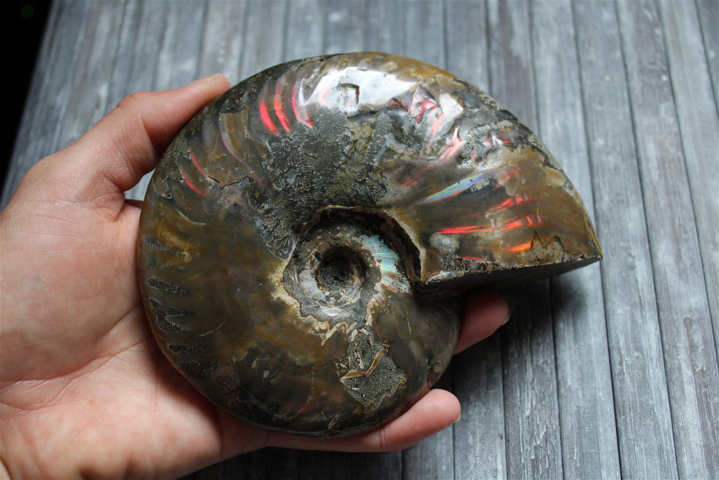 1 conque ammonite arc en ciel entière  - choisir COLIS - Aurore Lune 