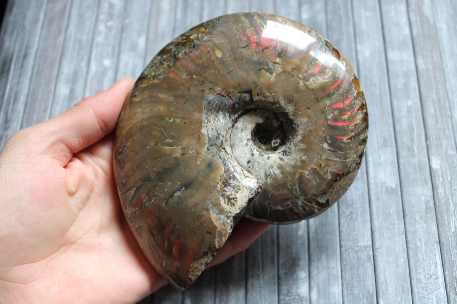 1 conque ammonite arc en ciel entière  - choisir COLIS - Aurore Lune 