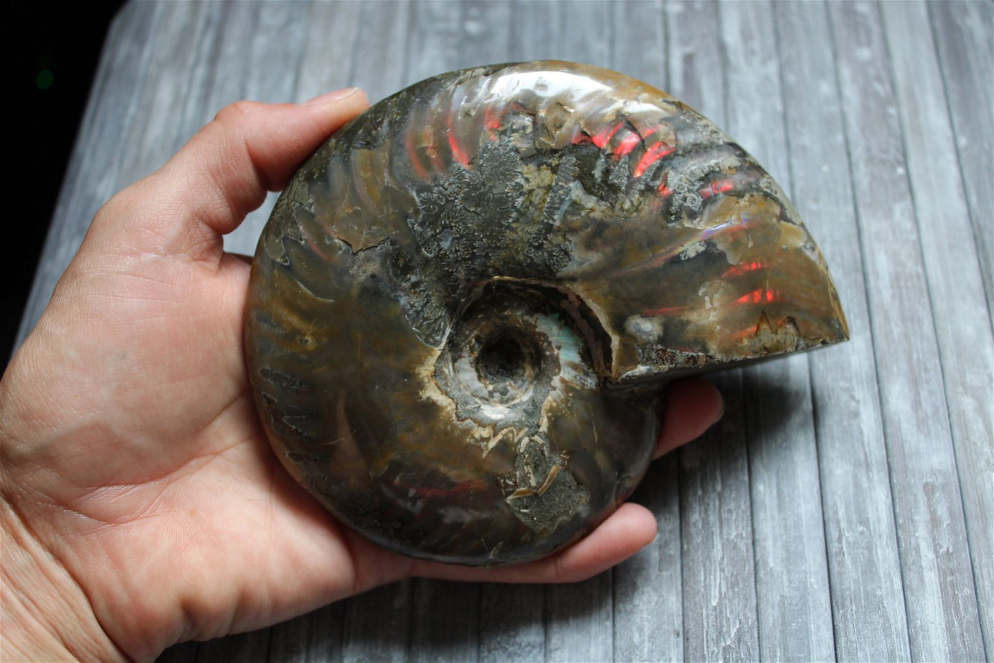 1 conque ammonite arc en ciel entière  - choisir COLIS - Aurore Lune 