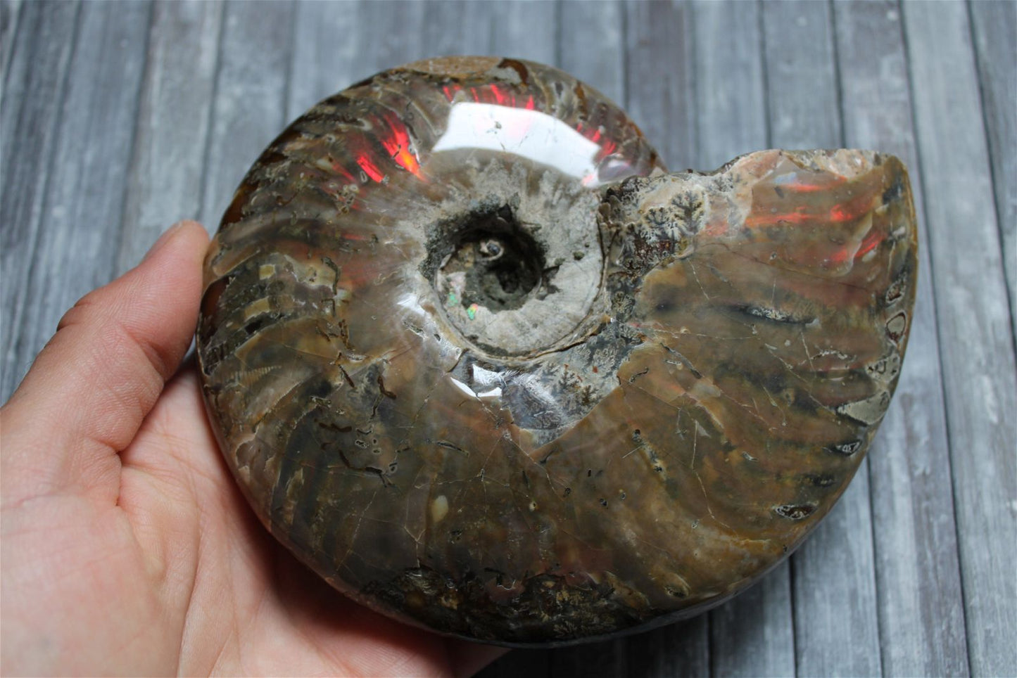 1 conque ammonite arc en ciel entière  - choisir COLIS - Aurore Lune 