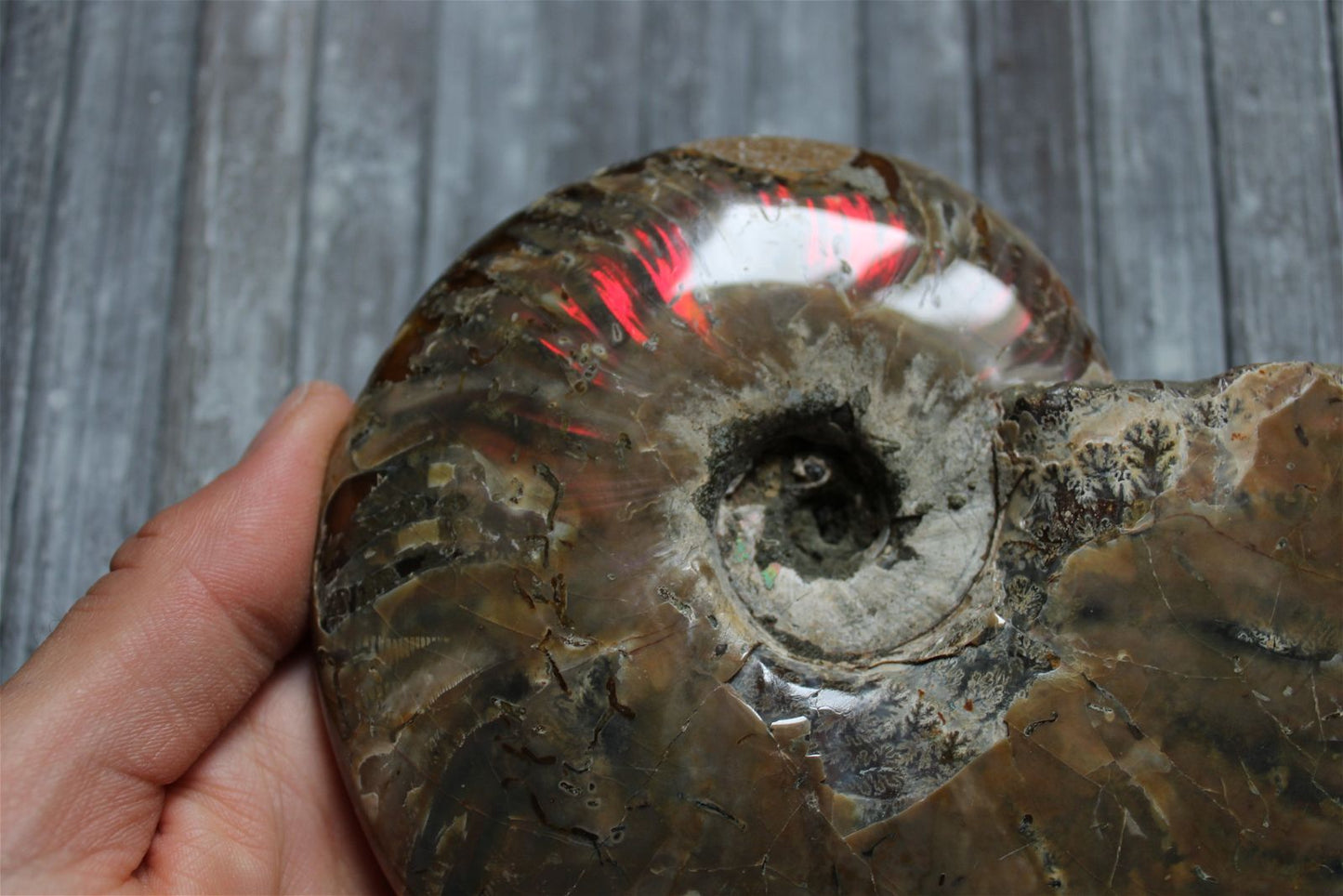 1 conque ammonite arc en ciel entière  - choisir COLIS - Aurore Lune 
