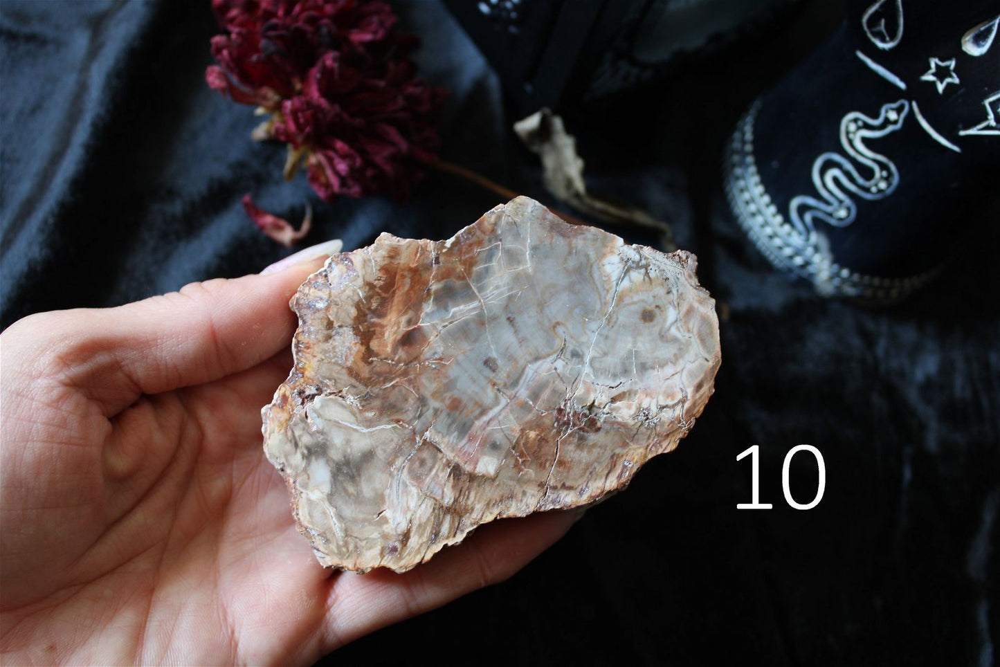 1 morceau de bois fossile AU CHOIX - format colis - Aurore Lune 