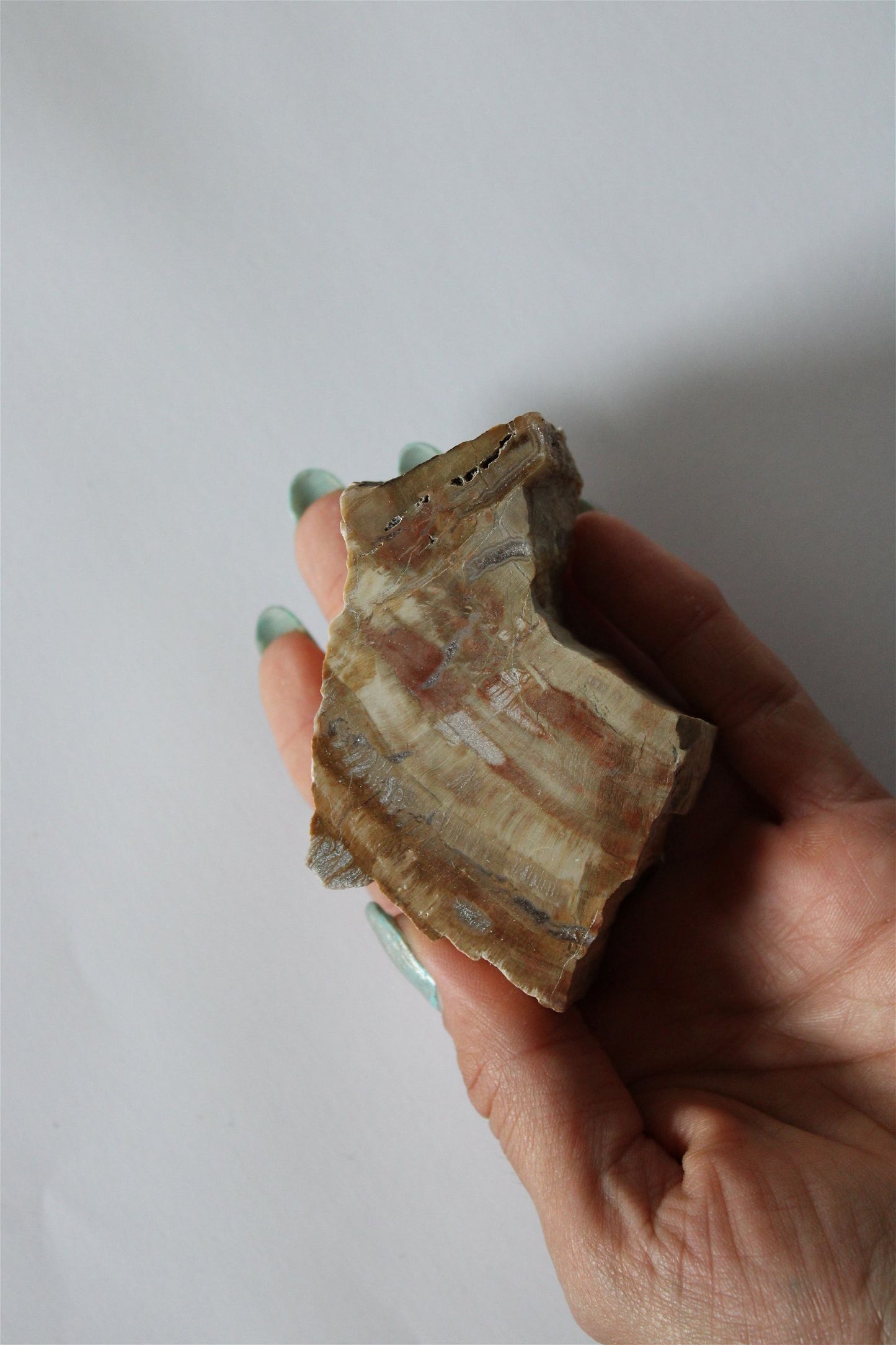 1 morceau de bois fossile AU CHOIX - format colis - Aurore Lune 