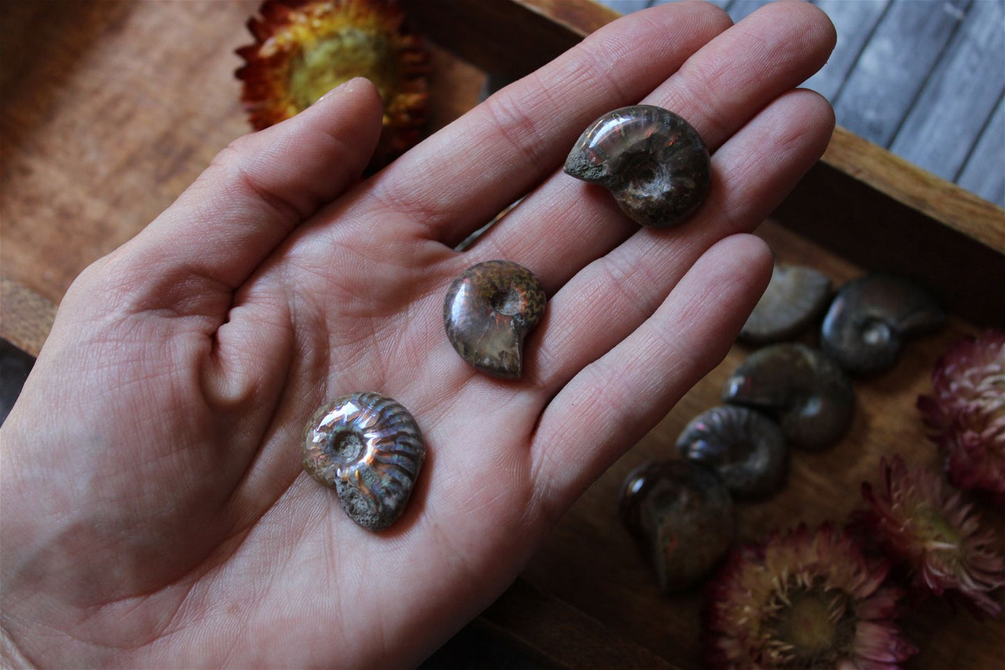1 petite ammonite double face - Aurore Lune 