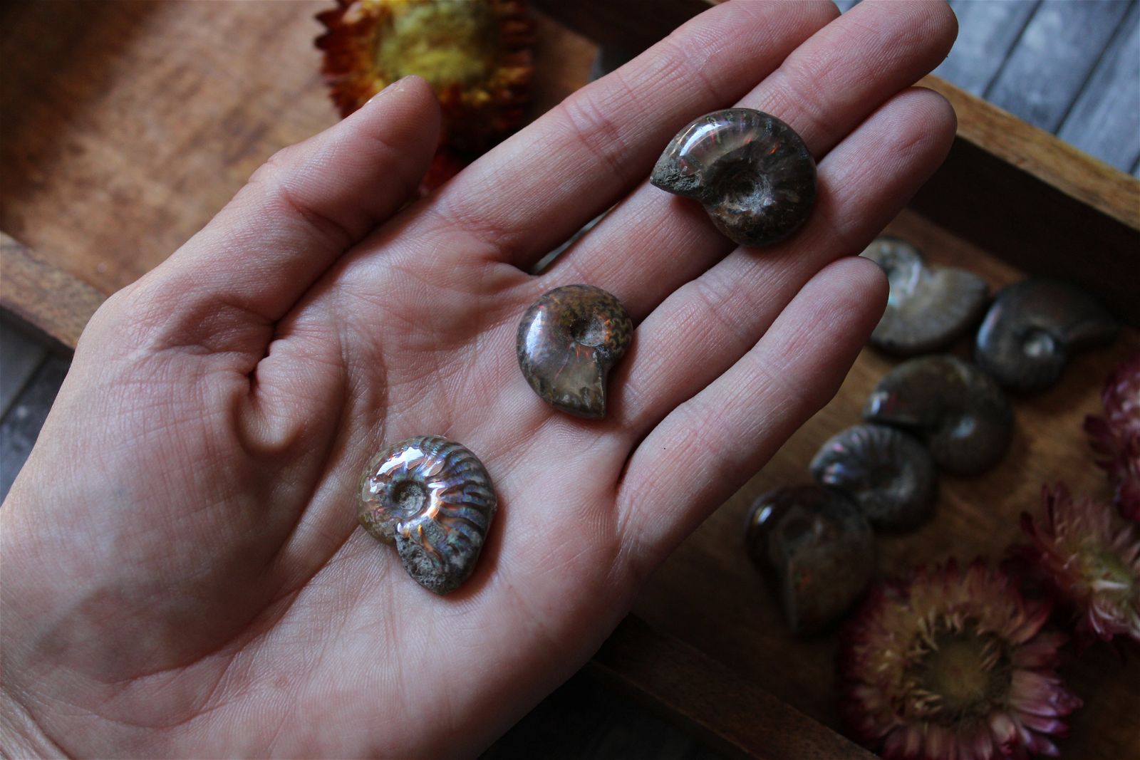 1 petite ammonite double face - Aurore Lune 