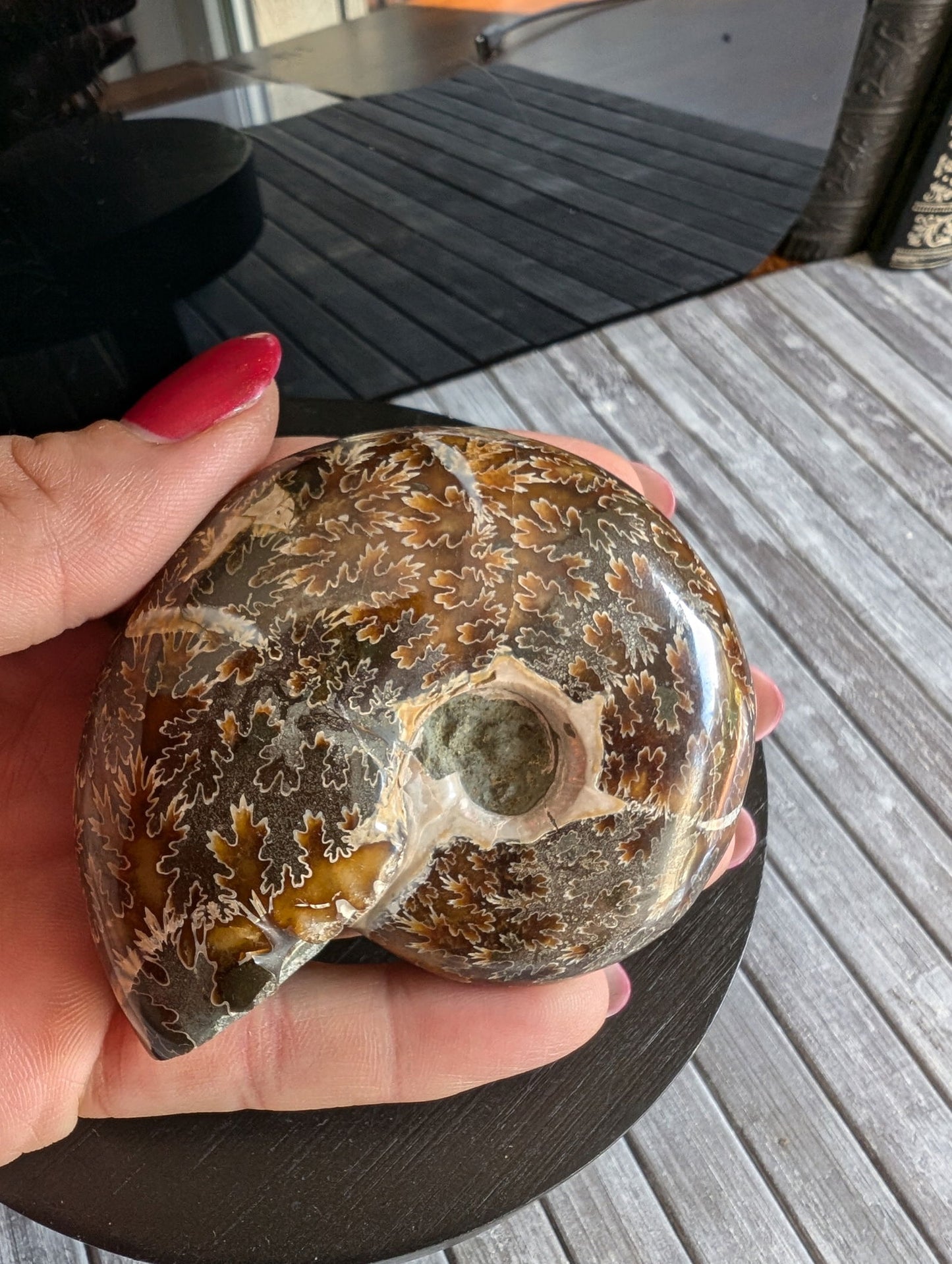 Ammonite fossile beudanticeras - Aurore Lune 