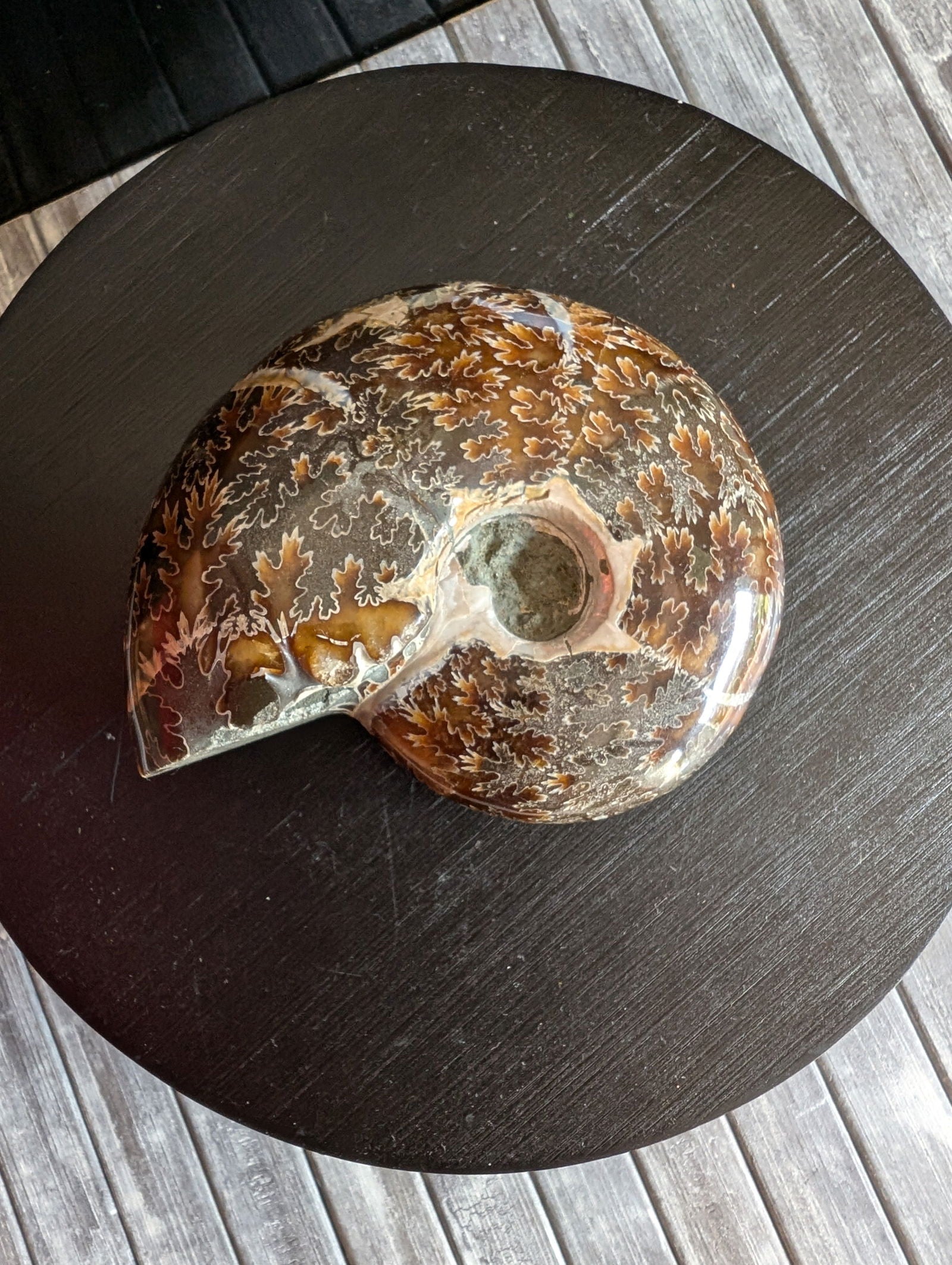 Ammonite fossile beudanticeras - Aurore Lune 