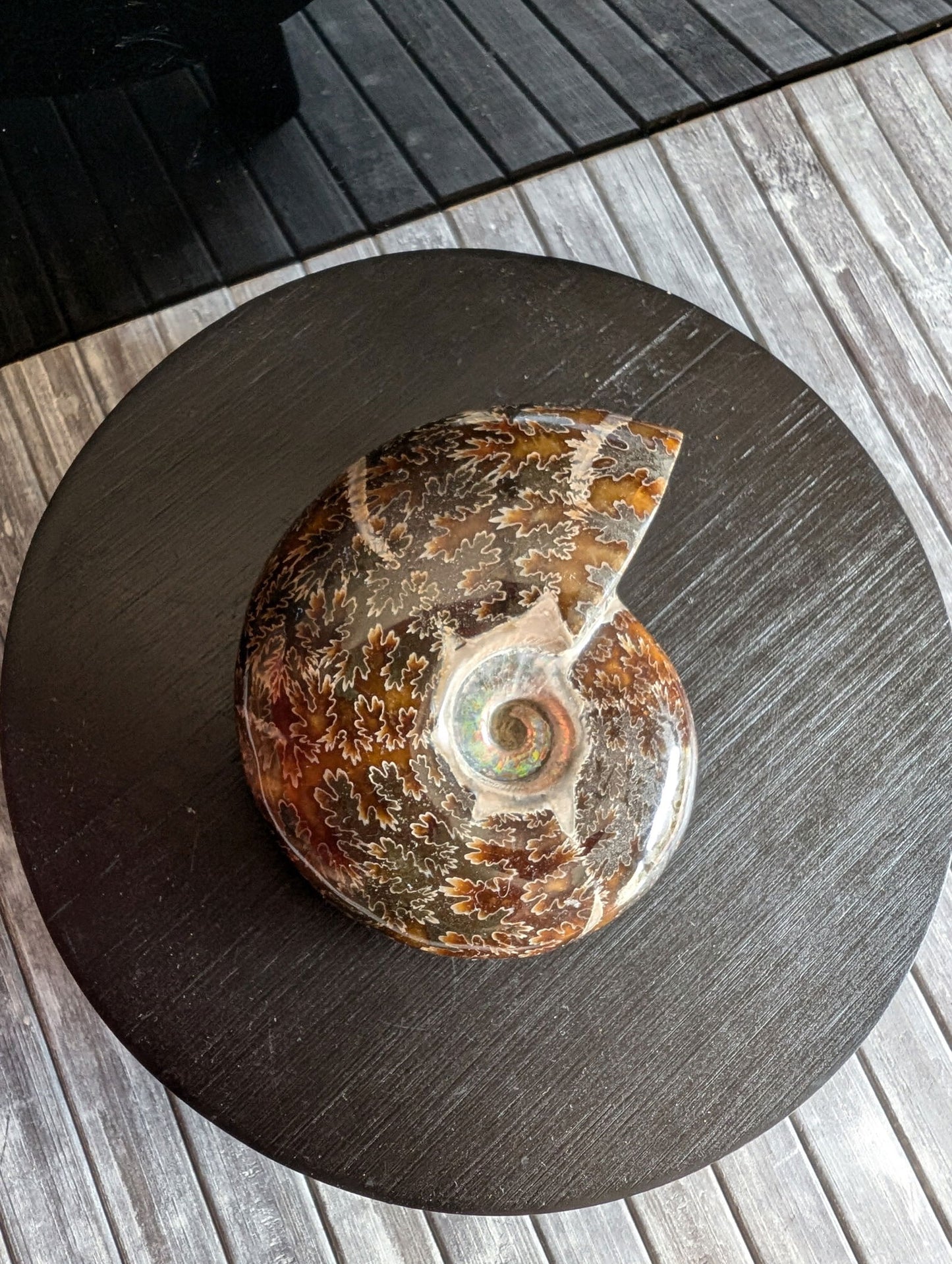 Ammonite fossile beudanticeras - Aurore Lune 