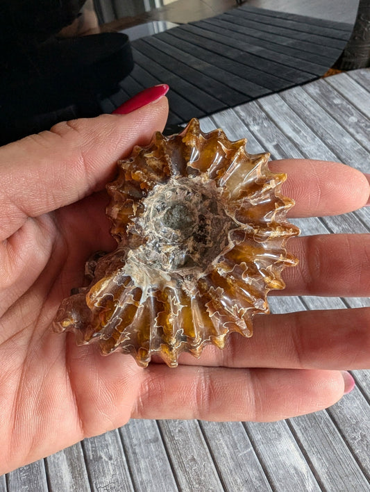 Ammonite fossile douvilleiceras mammillatum - Aurore Lune 