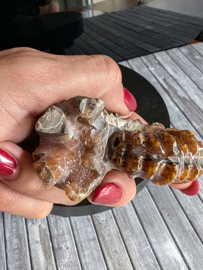 Ammonite fossile douvilleiceras mammillatum - Aurore Lune 