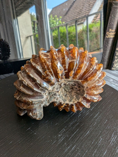 Ammonite fossile douvilleiceras mammillatum - Aurore Lune 