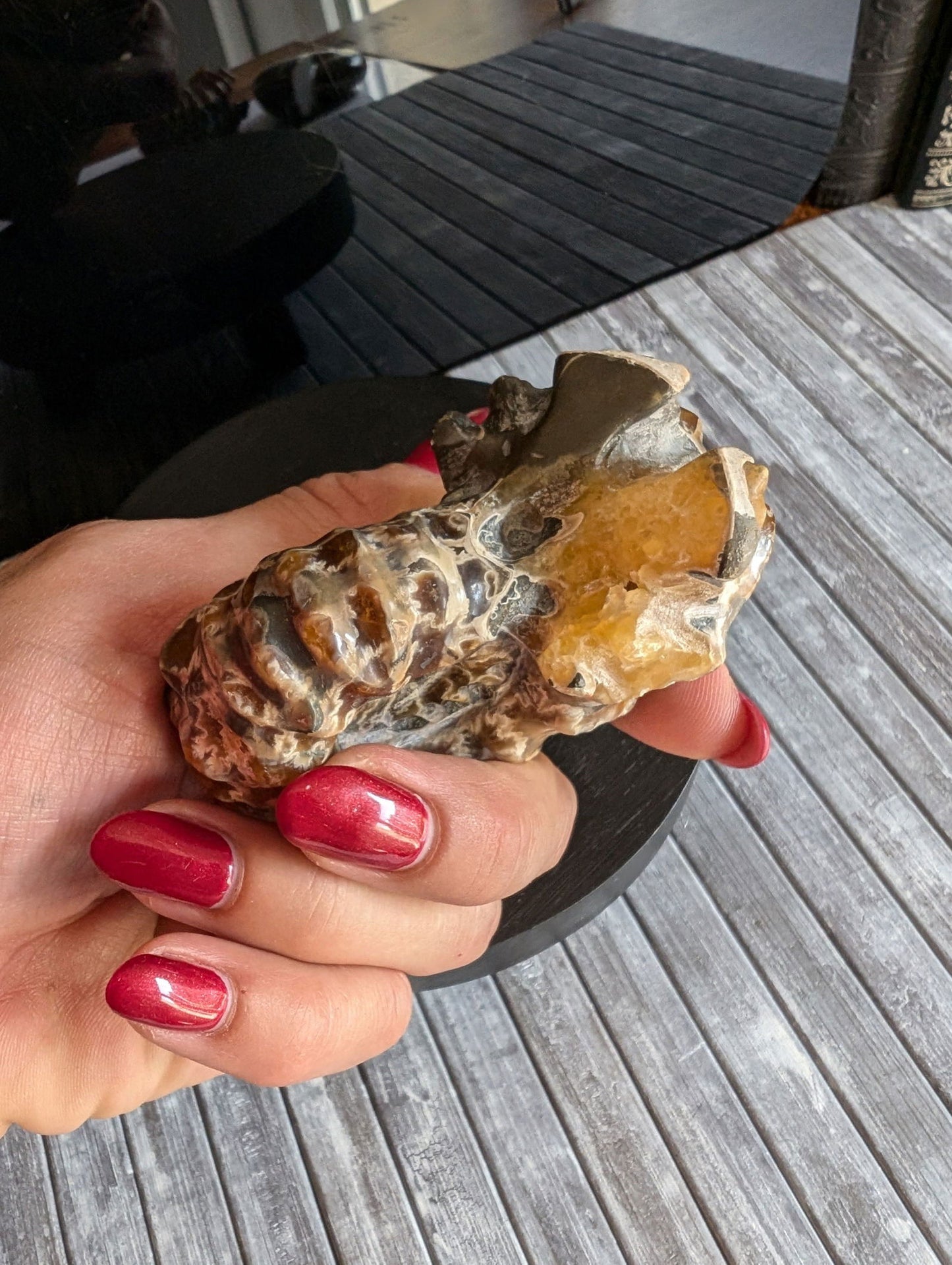 Ammonite fossile douvilleiceras mammillatum - Aurore Lune 