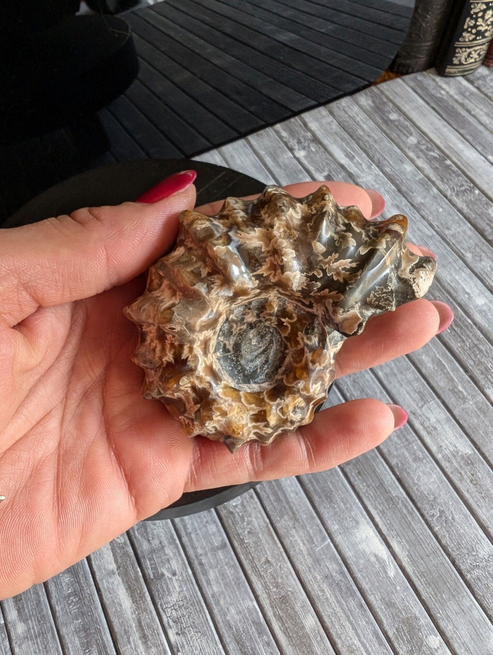 Ammonite fossile douvilleiceras mammillatum - Aurore Lune 