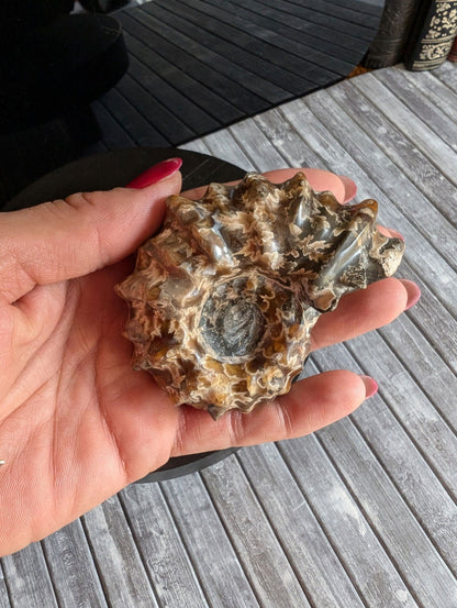 Ammonite fossile douvilleiceras mammillatum - Aurore Lune 