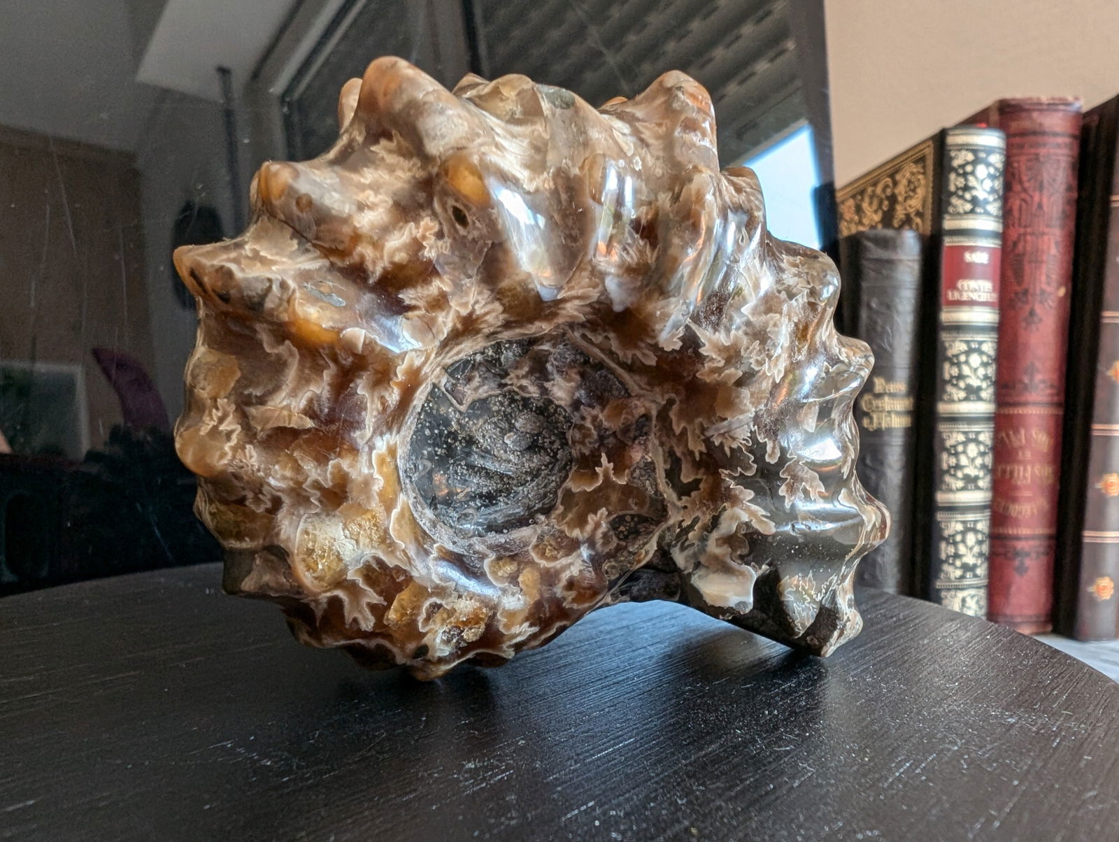 Ammonite fossile douvilleiceras mammillatum - Aurore Lune 