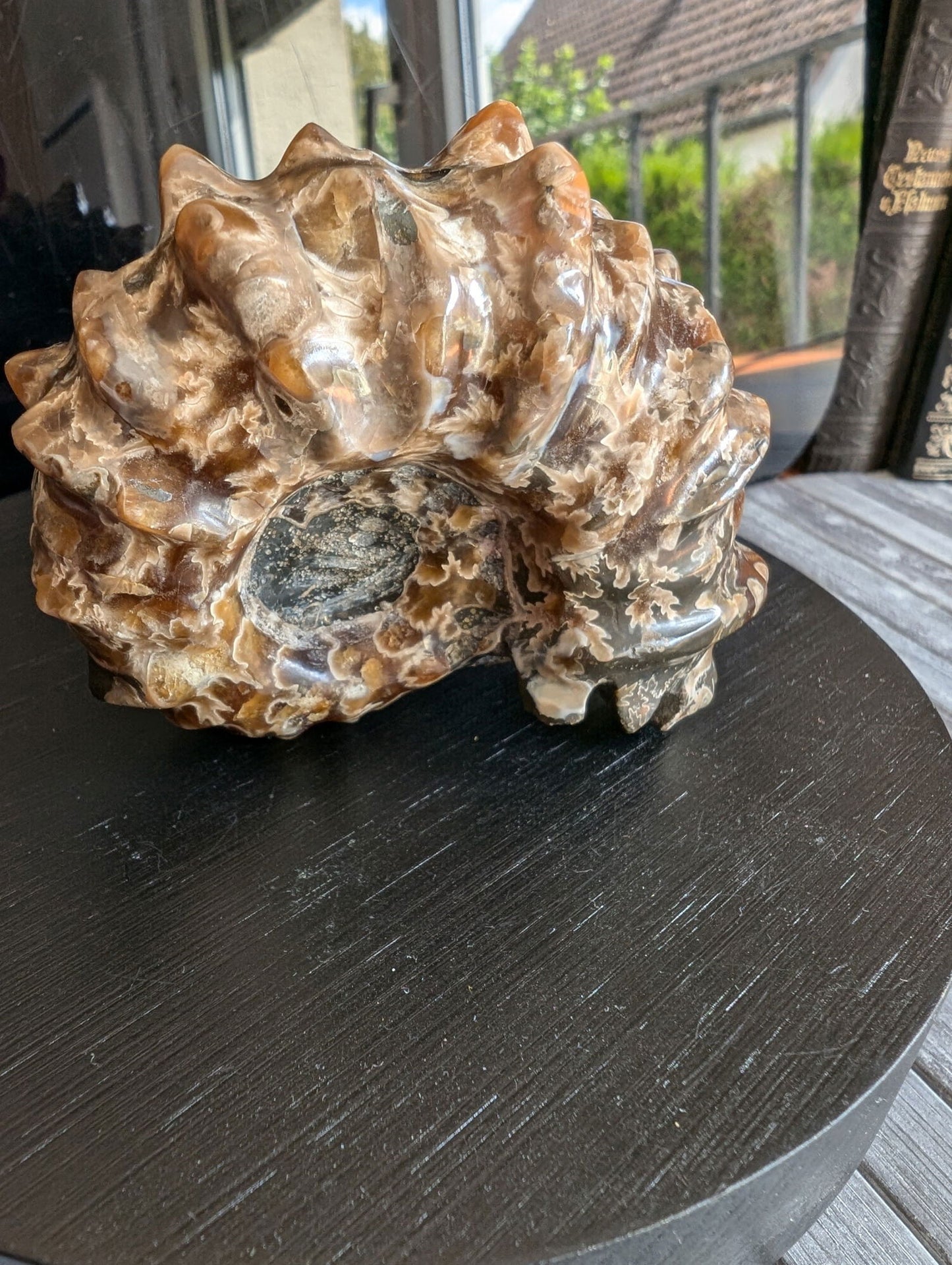 Ammonite fossile douvilleiceras mammillatum - Aurore Lune 