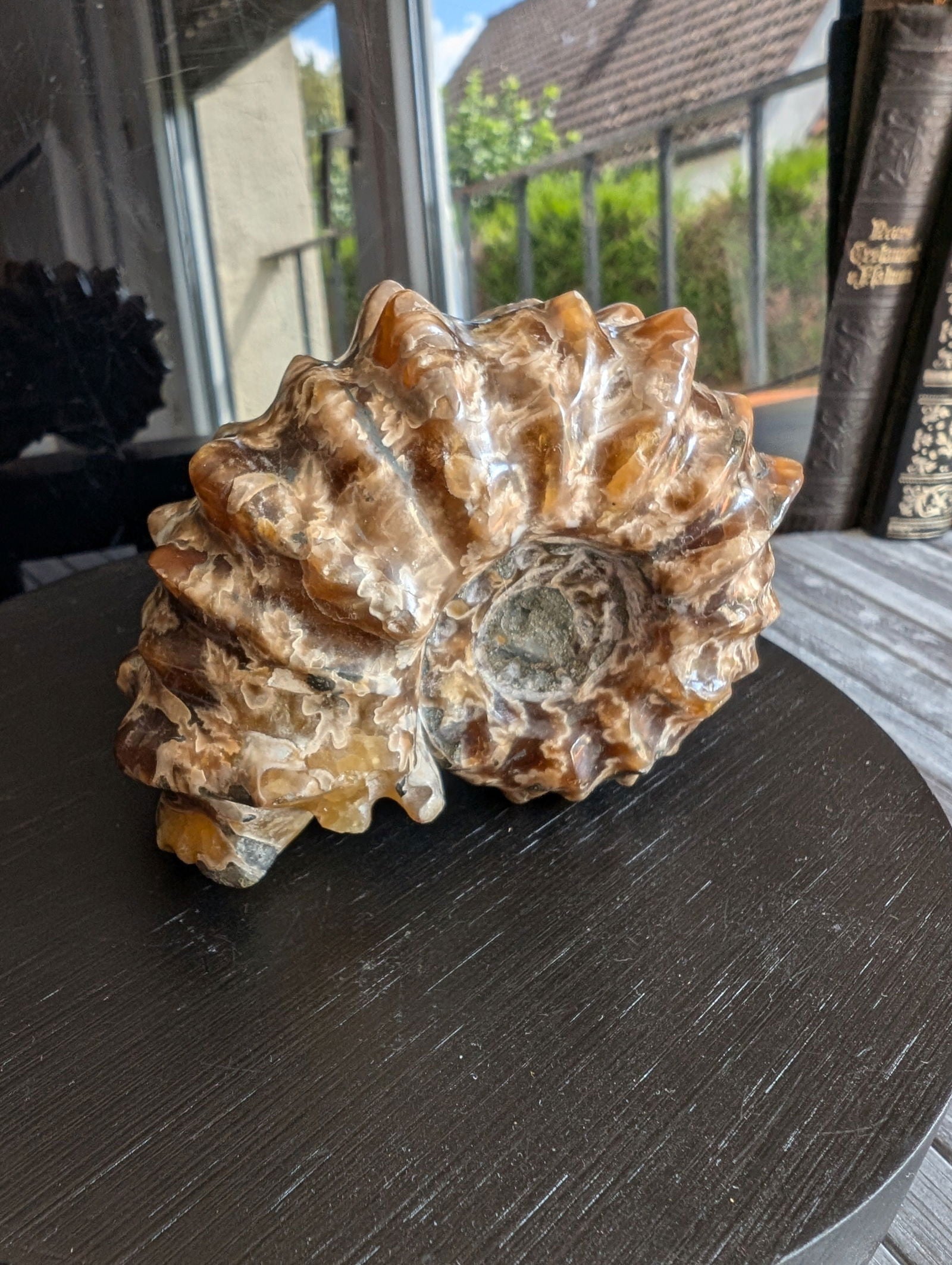 Ammonite fossile douvilleiceras mammillatum - Aurore Lune 