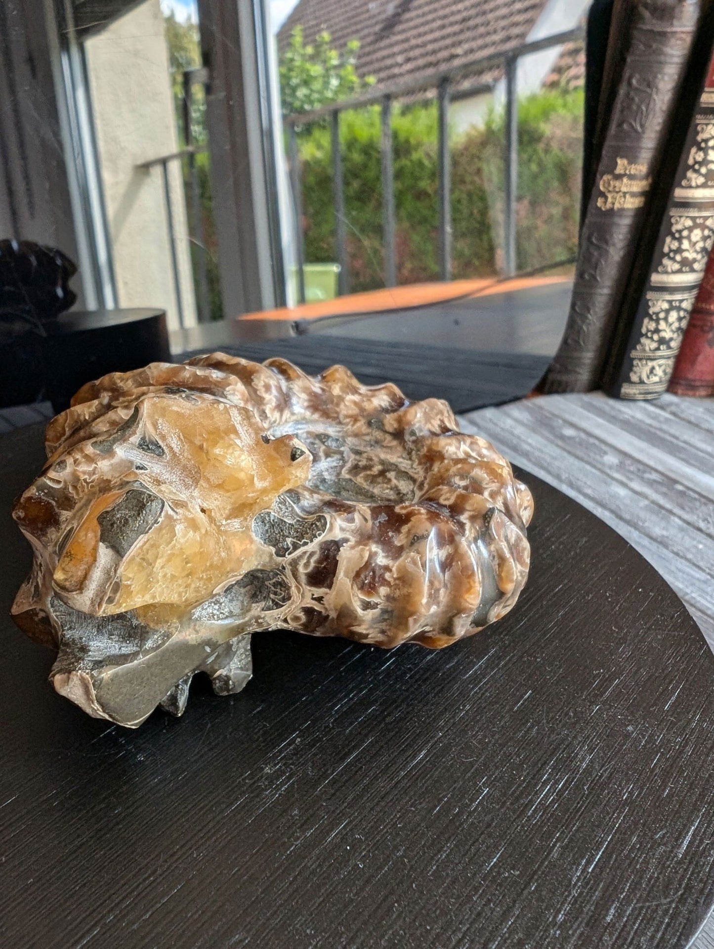 Ammonite fossile douvilleiceras mammillatum - Aurore Lune 