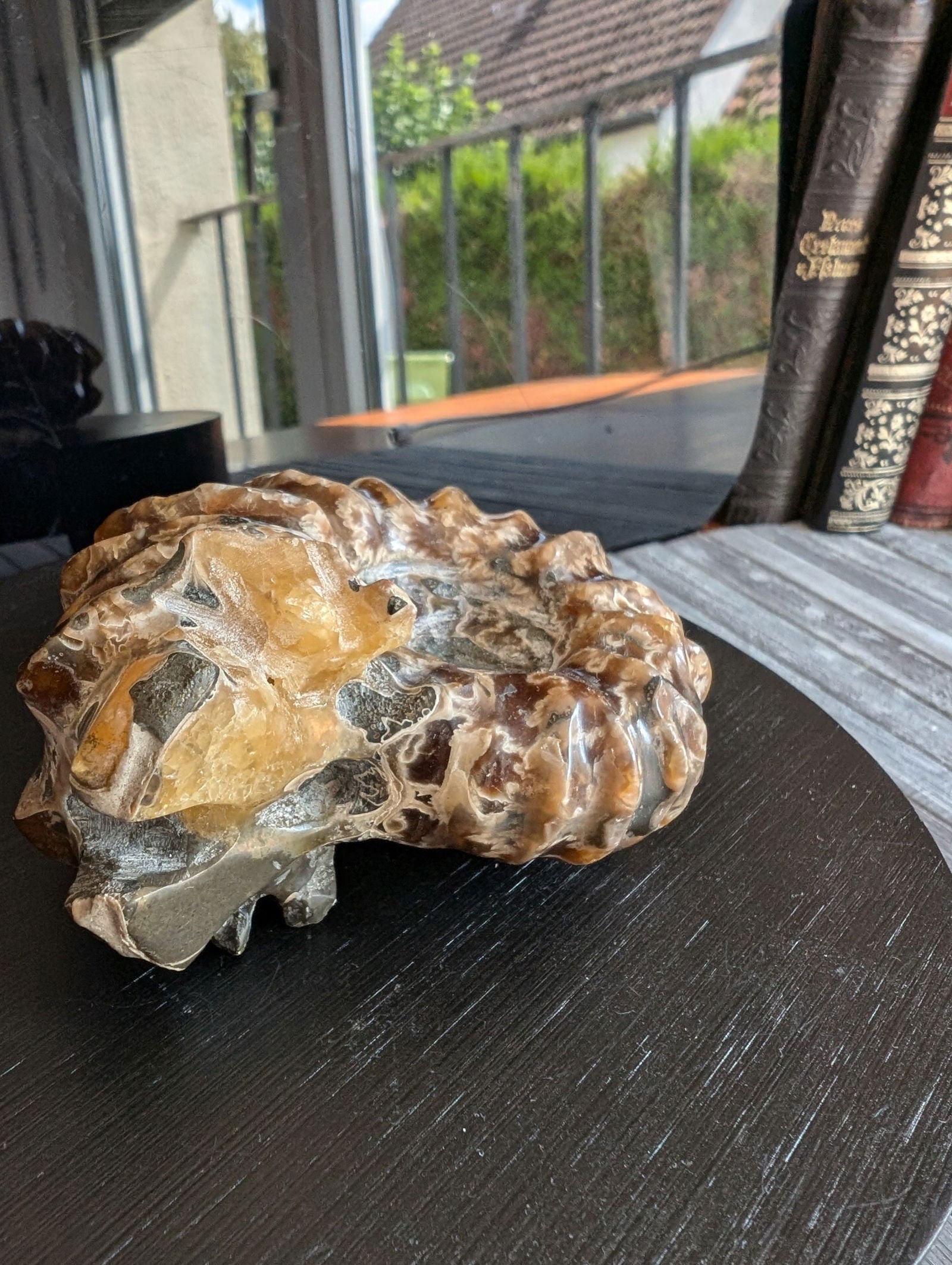 Ammonite fossile douvilleiceras mammillatum - Aurore Lune 