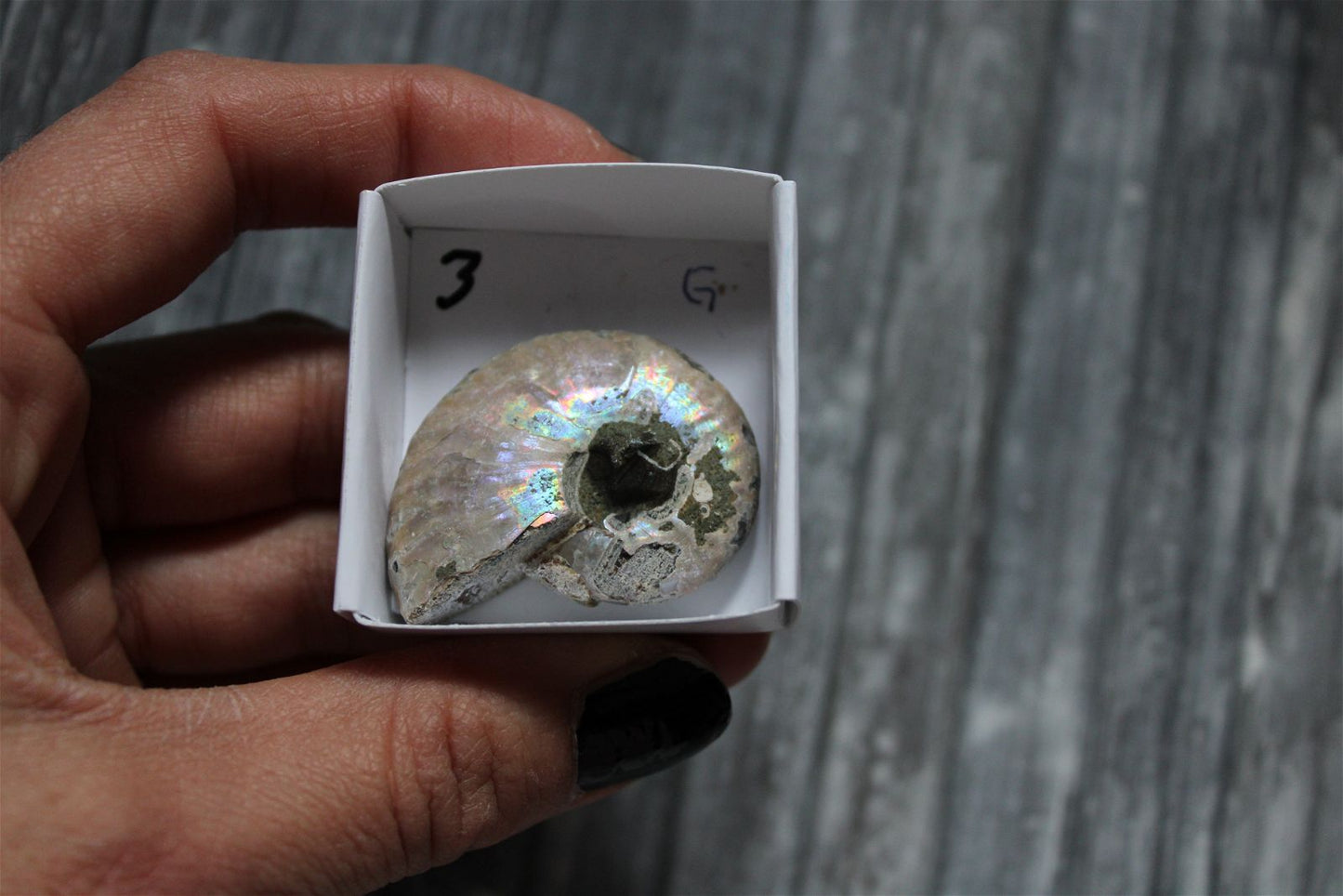 Ammonite nacrée naturelle  AU CHOIX - Aurore Lune 