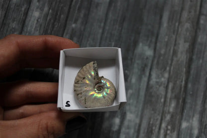 Ammonite nacrée naturelle  AU CHOIX - Aurore Lune 
